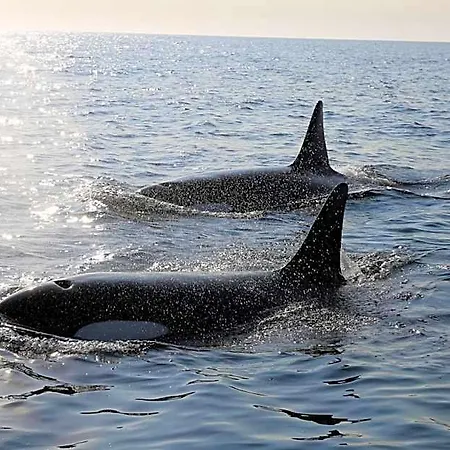 Lofoten Rorbu * Offersoya