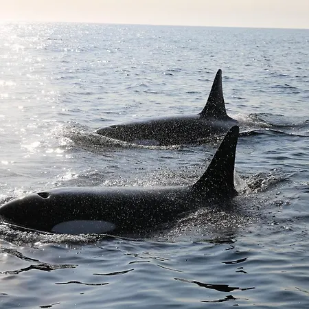 Lofoten Rorbu Offersoya
